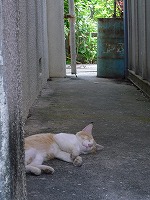 にゃん吉の昼寝場所